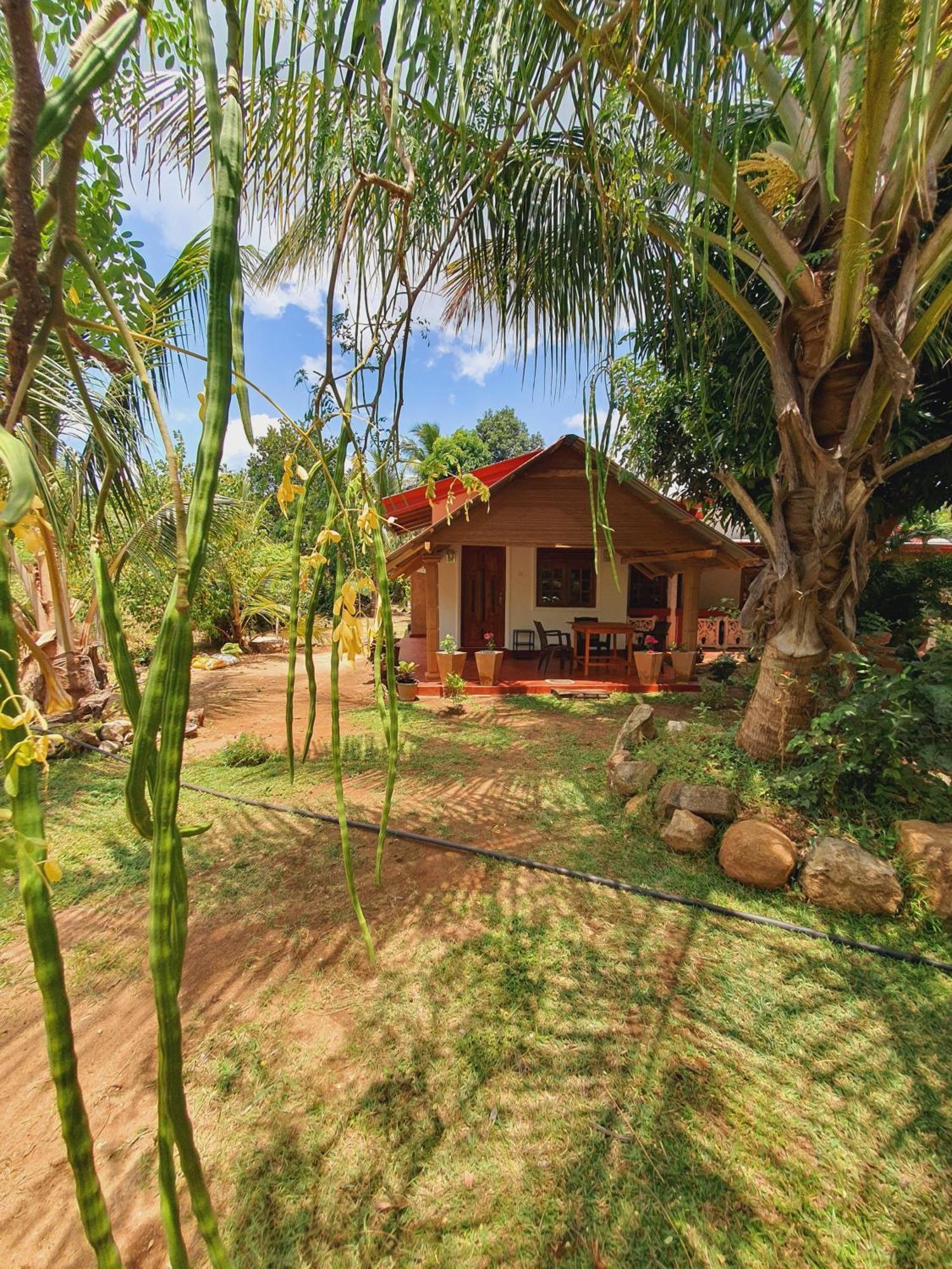 Jungle Eco Lodge & Safari Сигирия Екстериор снимка