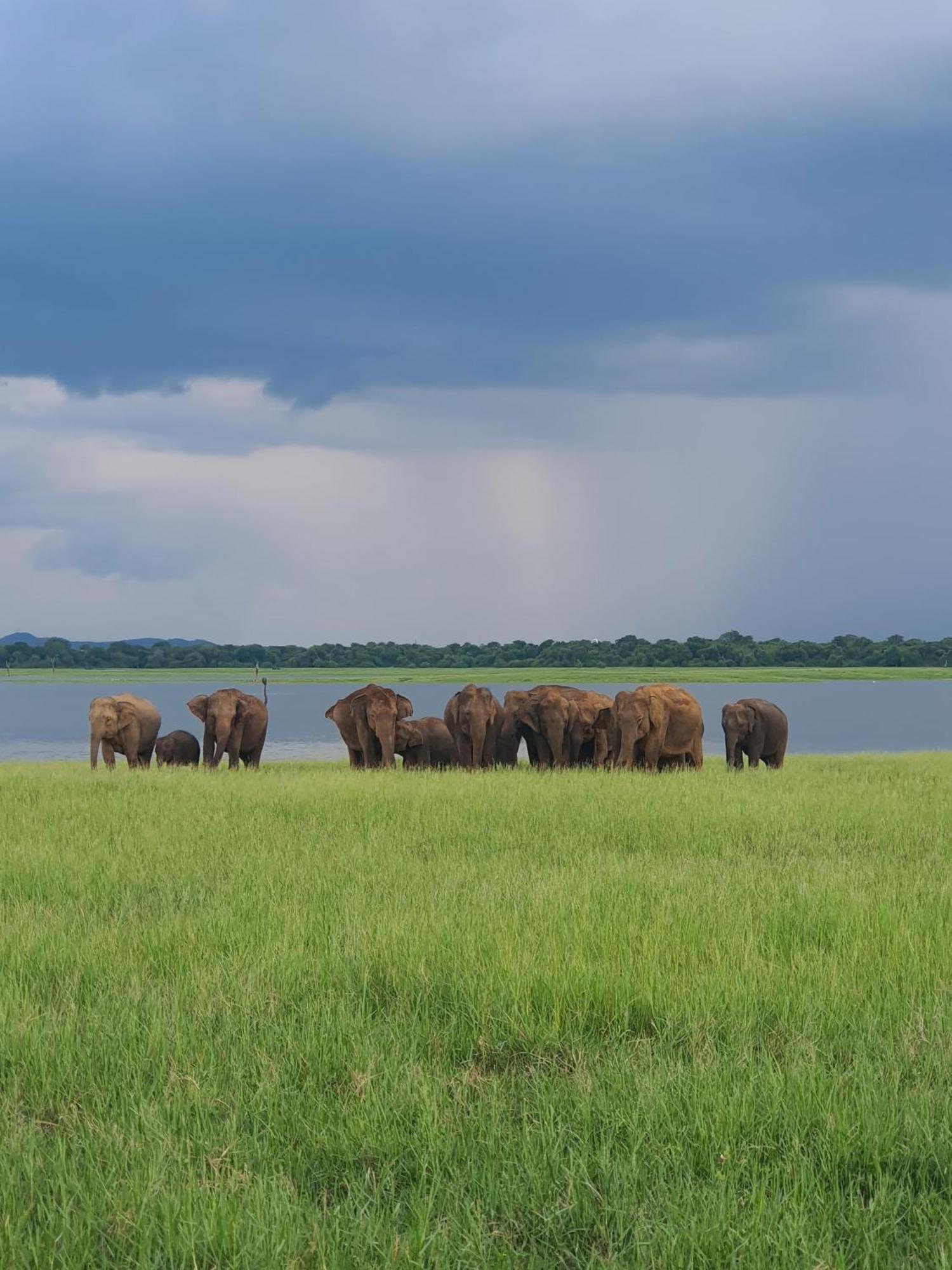 Jungle Eco Lodge & Safari Сигирия Екстериор снимка