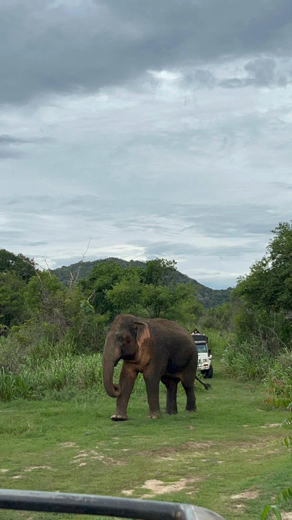 Jungle Eco Lodge & Safari Сигирия Екстериор снимка